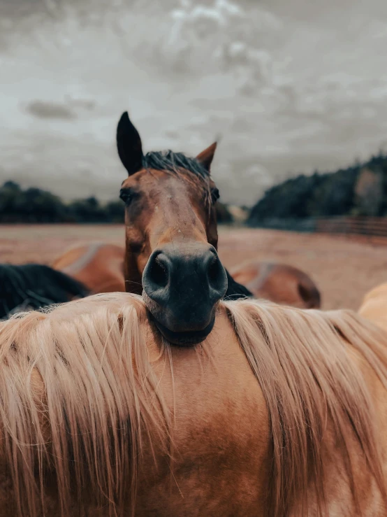 a group of horses standing next to each other, by Carey Morris, trending on unsplash, close - up on face, horse laying down, straight neck, low quality photo