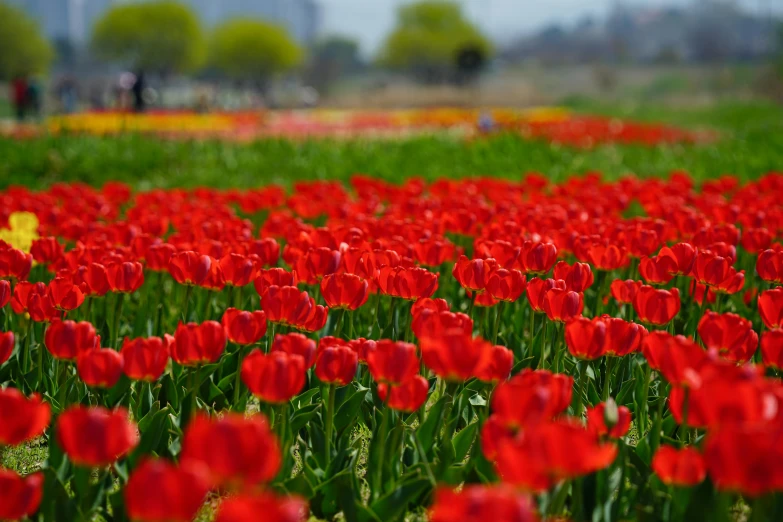 a field full of red and yellow tulips, a picture, by Tadashi Nakayama, pexels contest winner, city park, 🚿🗝📝