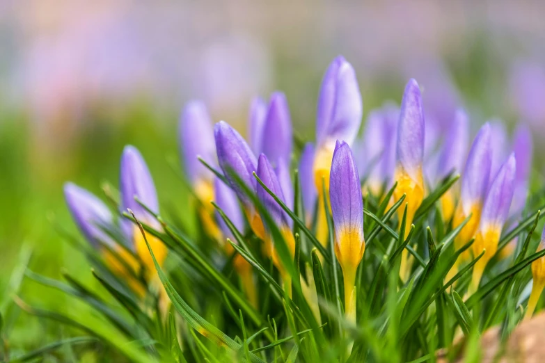 a bunch of purple and yellow flowers in the grass, spring vibrancy, fan favorite, andré le nôtre, 4k serene