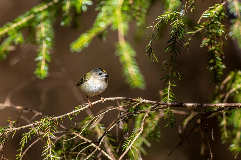 a small bird perched on a branch of a tree, green pupills, amanda lilleston, nothofagus, nature photo