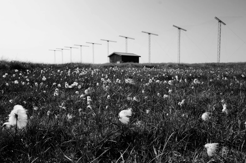 a black and white photo of a field of flowers, by Matthias Weischer, postminimalism, mushroom hut in background, turbines, lots of white cotton, telephone wires