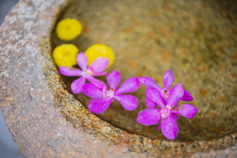 a stone bowl filled with purple and yellow flowers, unsplash, minimalism, sri lanka, pink zen style, shot on sony a 7, purple water