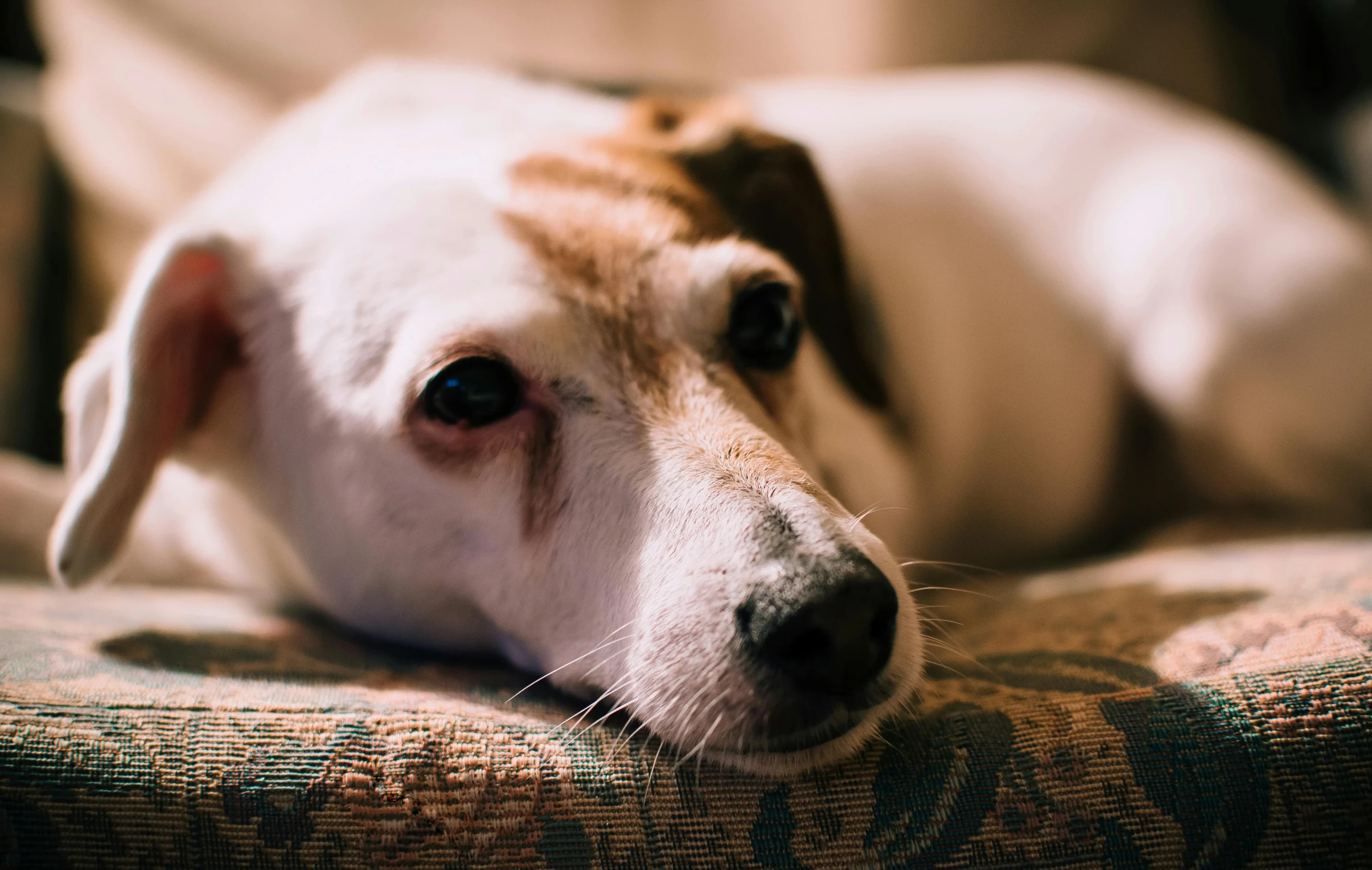 a close up of a dog laying on a couch, inspired by Elke Vogelsang, trending on pexels, renaissance, a sad, jack russel terrier, white, animation
