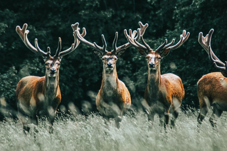 a herd of deer standing on top of a lush green field, an album cover, pexels contest winner, three animals, royality, hunting trophies, 6 pack