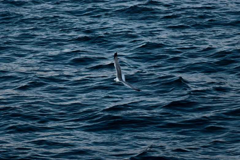 a bird flying over a body of water, a picture, unsplash, hurufiyya, gulper eel, mariana trench, ignant, distant photo