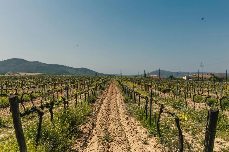 a dirt road in the middle of a field, vines hanging down, surrounding the city, profile image