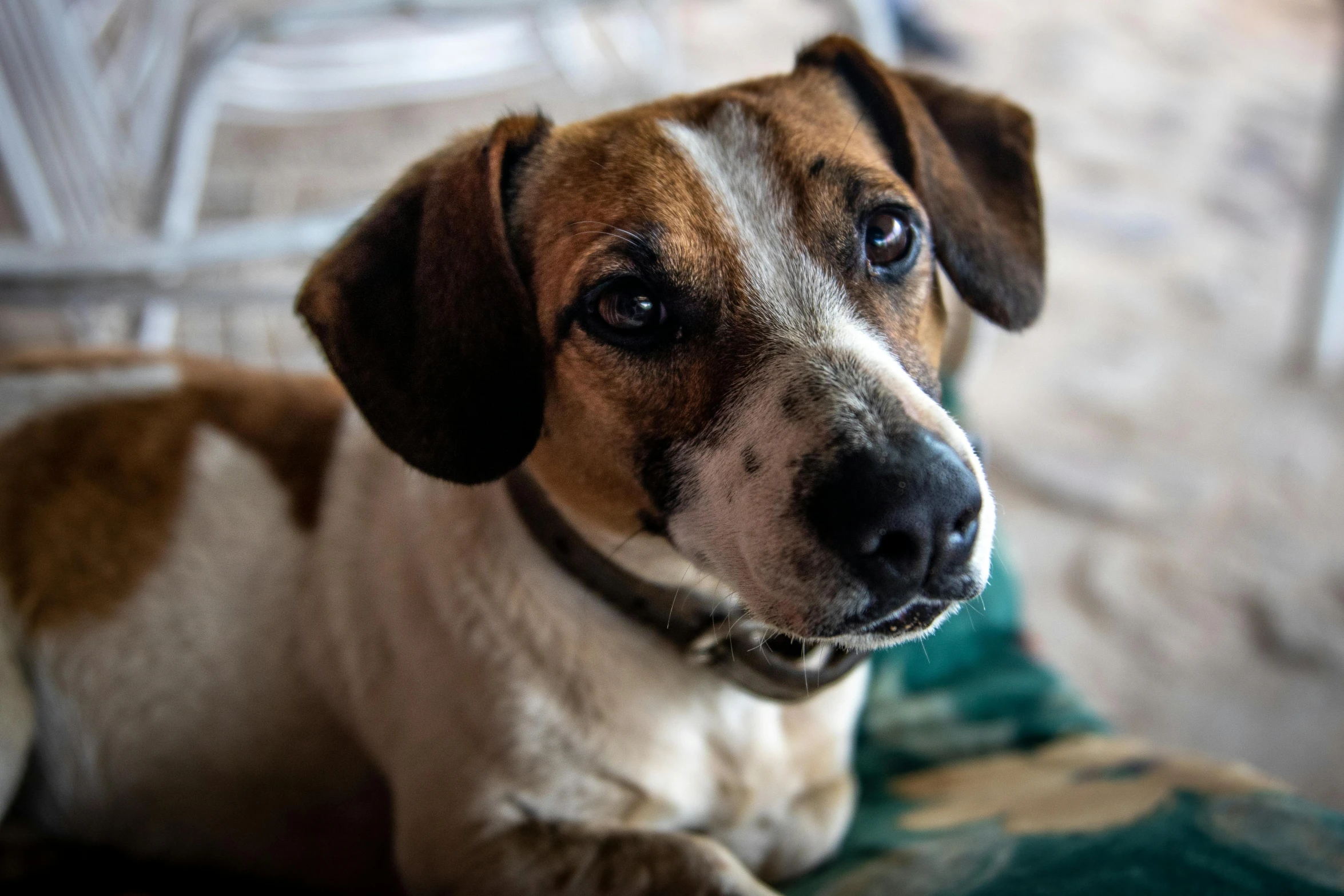 a brown and white dog laying on top of a green blanket, inspired by Elke Vogelsang, pexels contest winner, renaissance, highly polished, white with chocolate brown spots, looking across the shoulder, animation