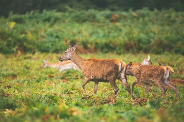 a herd of deer walking across a lush green field, pexels contest winner, 🦩🪐🐞👩🏻🦳, young female, uk, hunting