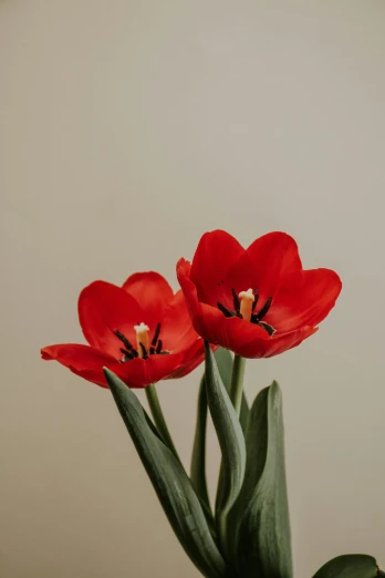 three red tulips in a vase on a table, trending on pexels, on grey background, adult pair of twins, intense flirting, uncropped