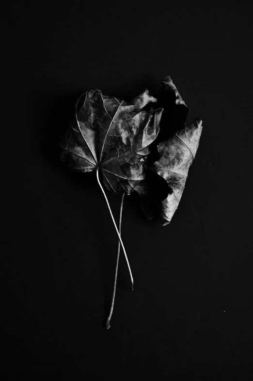 a black and white photo of a leaf, inspired by Robert Mapplethorpe, unsplash, dead plants and flowers, trio, wrapped in black, with ivy