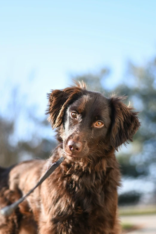 a close up of a dog on a leash, messy brown hair, sunlit, confident looking, chocolate