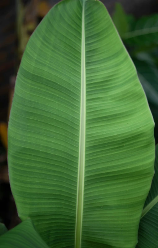 a close up of a leaf of a plant, banana, trimmed with a white stripe, often described as flame-like, pale green glow