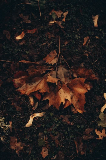 a close up of leaves on the ground, an album cover, inspired by Elsa Bleda, pexels contest winner, brown colors, dark. no text, oak leaf beard, high quality screenshot