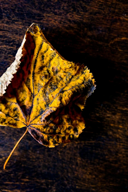 a yellow leaf sitting on top of a wooden table, art photography, square, decaying rich colors!, shot with sony alpha, vine
