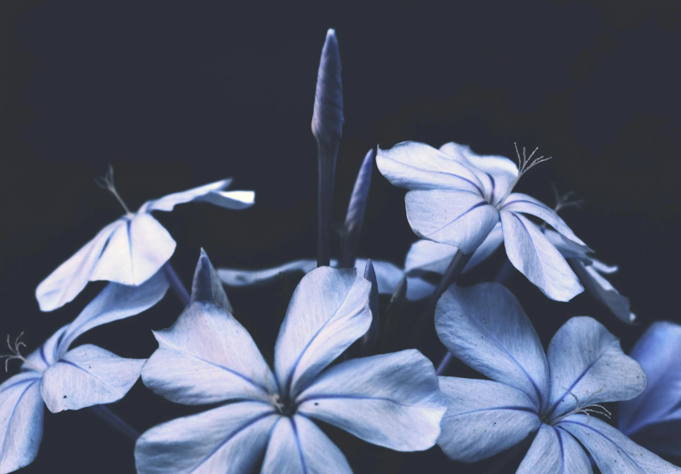 a close up of a bunch of blue flowers, a black and white photo, trending on unsplash, aestheticism, dark backdrop, background image