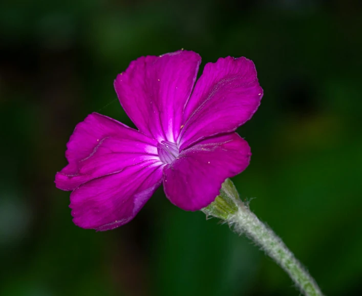 a close up of a pink flower on a stem, by Joseph Severn, pexels contest winner, hurufiyya, verbena, glowing purple, high resolution print :1 red, morning glory flowers