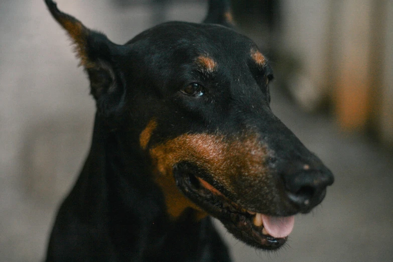 a close up of a black and brown dog, pexels contest winner, he has an elongated head shape, cinematic, animation, black