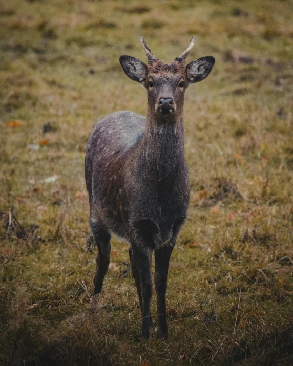 a deer that is standing in the grass, posing for a picture