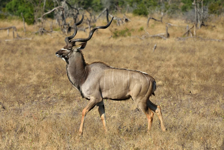 a large antelope standing on top of a dry grass field