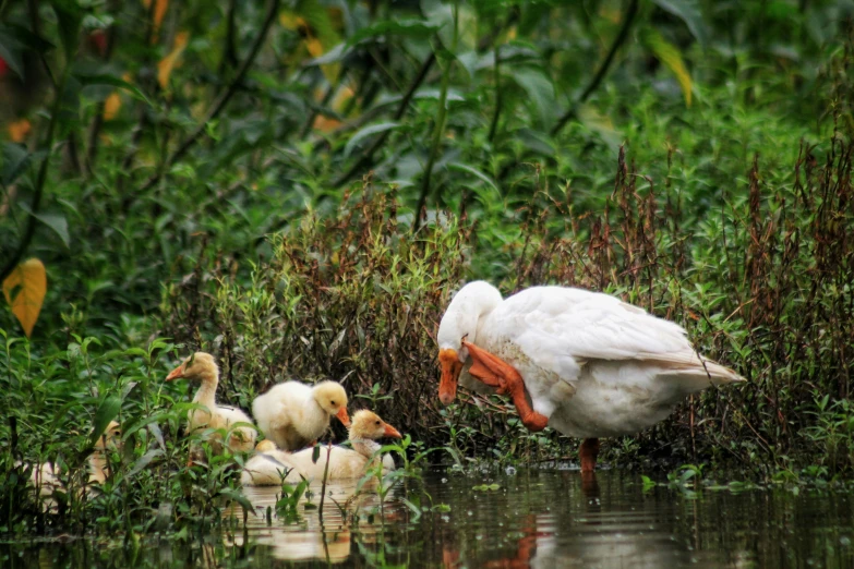 a flock of ducks standing next to a body of water, by Jan Tengnagel, sumatraism, fan favorite, albino dwarf, family dinner, sheltering under a leaf