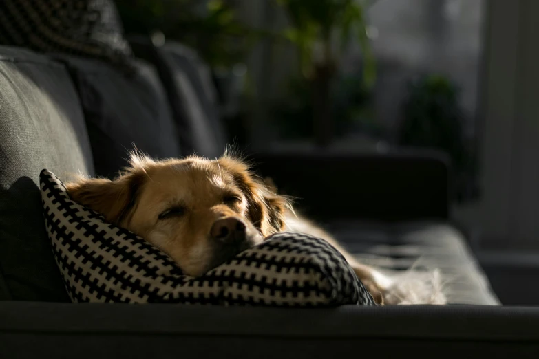 a dog that is laying down on a couch, pexels contest winner, evening sunlight, corona renderer, slightly golden, paul barson