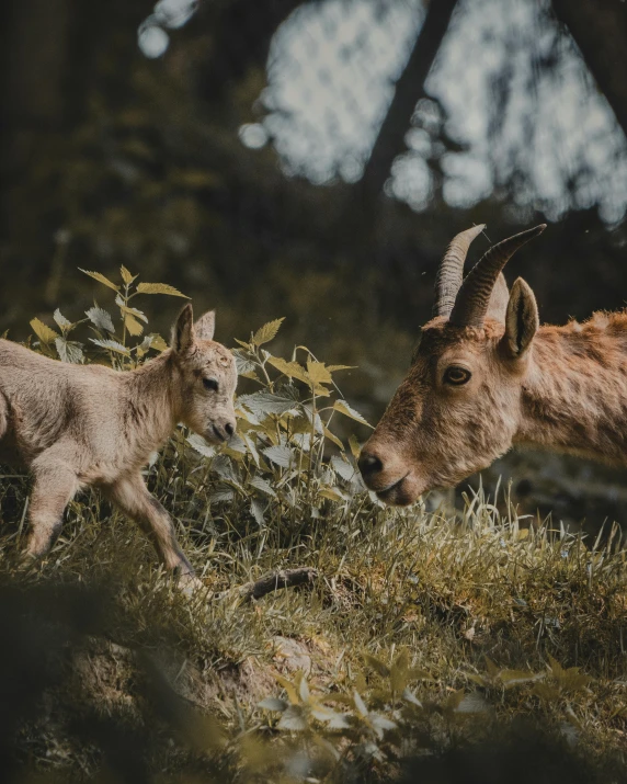 a couple of goats standing on top of a lush green hillside, a picture, by Jan Tengnagel, pexels contest winner, cute forest creature, with a kid, museum quality photo, miniature animal