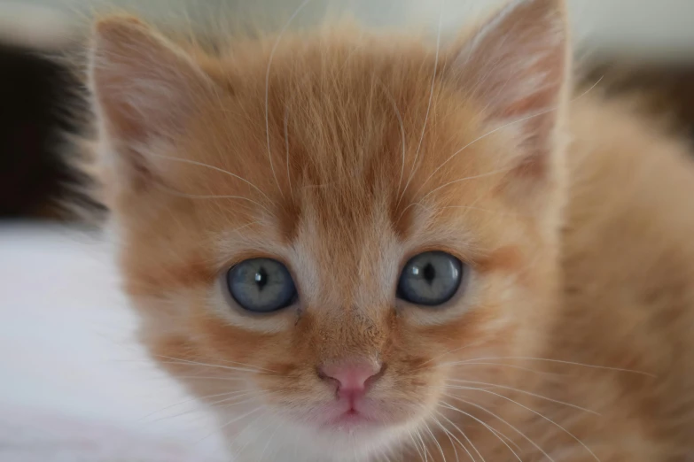 a small orange kitten sitting on top of a bed, a picture, by Matthew Smith, close up of face, today's featured photograph 4k, blue, closeup 4k