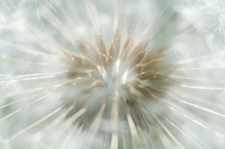 a close up of a dandelion with a blurry background, a macro photograph, by David Simpson, unsplash, explosion of light, seen through a kaleidoscope, high key detailed, macro photography 8k