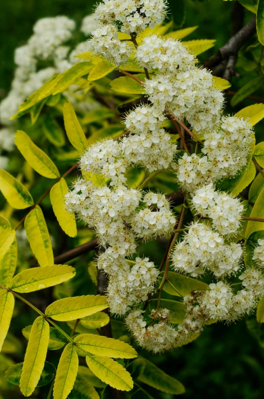 a close up of a plant with white flowers, flame shrubs, acacia trees, biodiversity all round, fruit trees