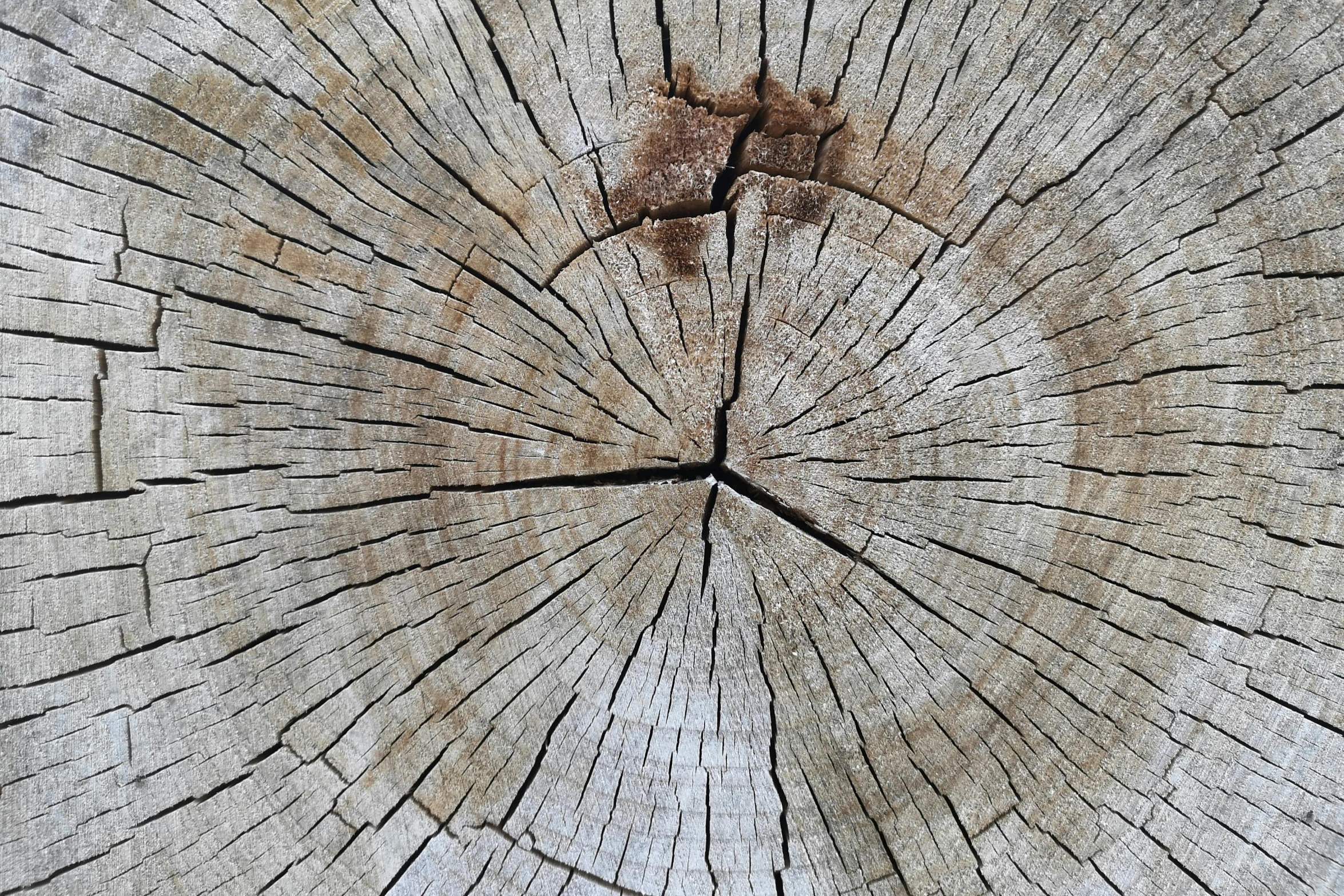 a piece of wood that has been cut in half, unsplash, land art, background image, grain”, round-cropped, woodcut