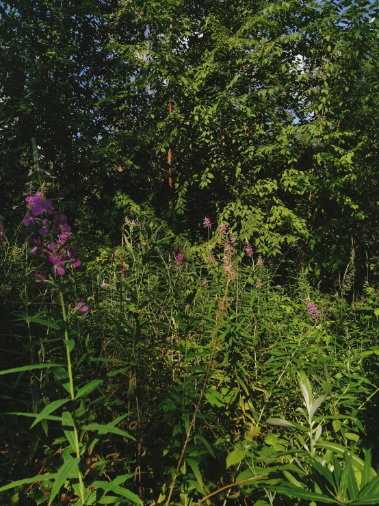 a fire hydrant sitting in the middle of a lush green forest, by Anato Finnstark, land art, tall purple and pink trees, overgrown with weeds, # nofilter, meadow flowers