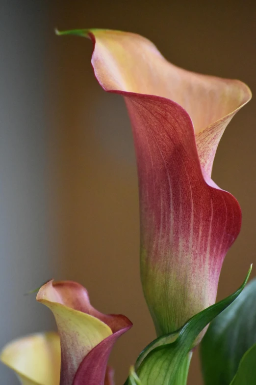 a close up of two flowers in a vase, inspired by Carpoforo Tencalla, tall thin, multicoloured, inviting