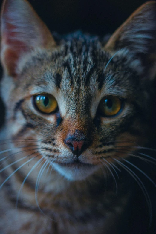 a close up of a cat looking at the camera, paul barson, cinematic shot ar 9:16 -n 6 -g, multicoloured, brown