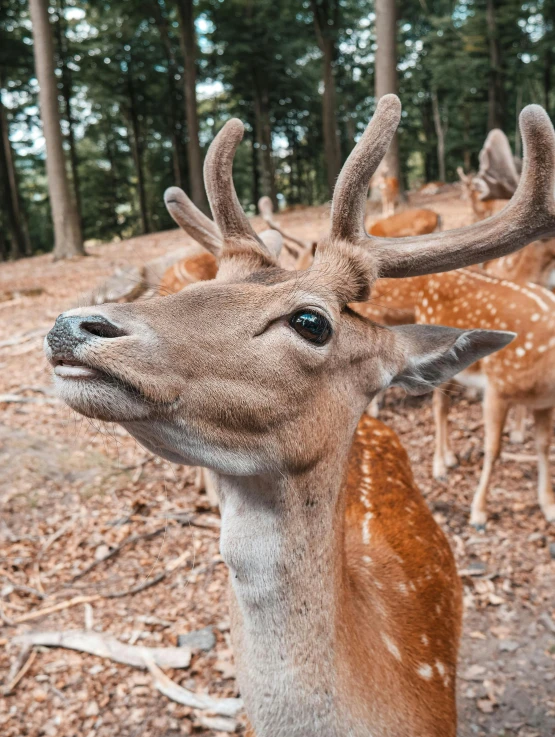 a group of deer standing next to each other in a forest, pexels contest winner, close up of iwakura lain, today\'s featured photograph 4k, towering over the camera, high angle close up shot