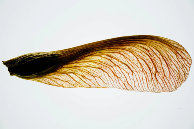a close up of a seed on a white surface, inspired by Carpoforo Tencalla, respiratory flap, maple syrup highlights, hair, longque chen