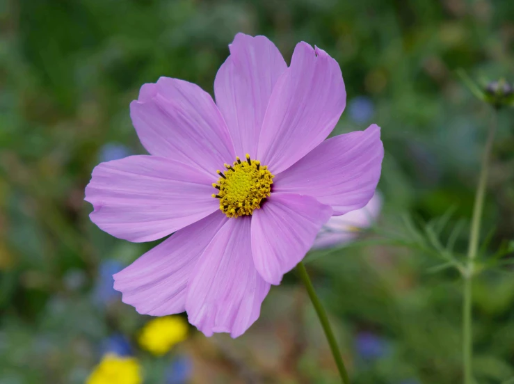 a close up of a flower in a field, by Alice Mason, pixabay, miniature cosmos, light purple, hexagonal shaped, australian