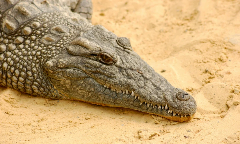 an alligator that is laying down in the sand, pexels contest winner, hurufiyya, full faced, pallid skin, madagascar, 5 years old