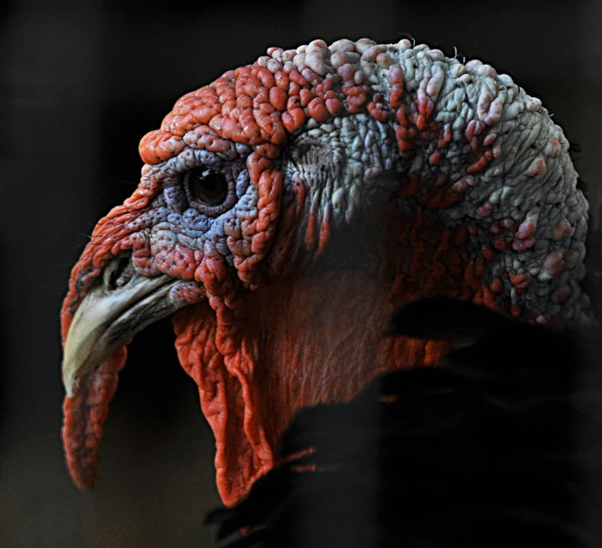 a close up of a turkey with a black background, by Jan Rustem, hurufiyya, ( ultra realistic, taken in 2 0 2 0, humanoid feathered head, red skinned