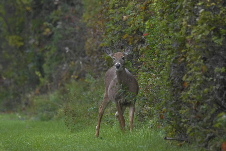 a deer that is standing in the grass, paul barson, nosey neighbors, amongst foliage, photograph