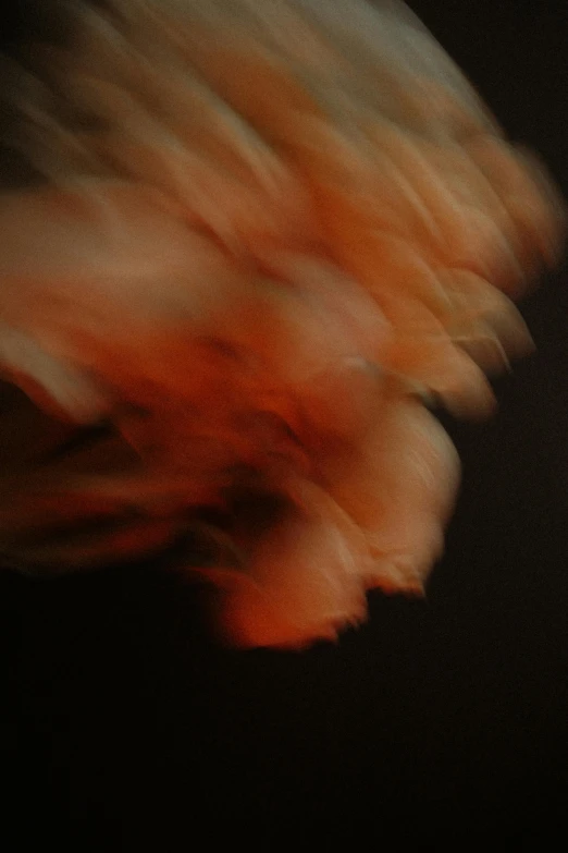 a blurry photo of a person holding a tennis racquet, inspired by Anna Füssli, lyrical abstraction, orange fur, falling red petals, ( ( abstract ) ), ignant