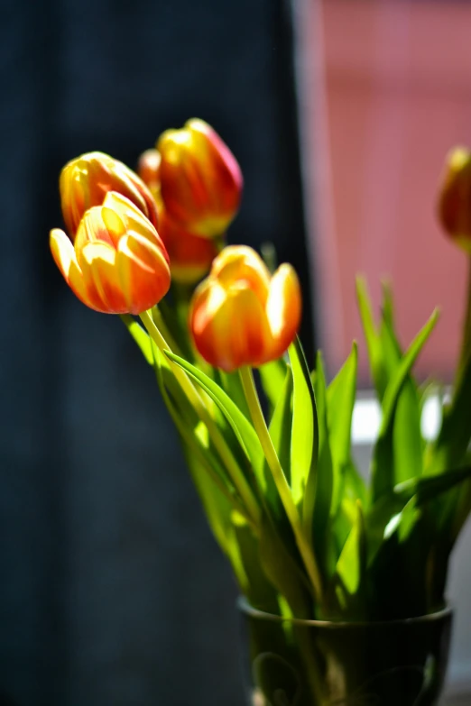 a close up of a vase with flowers in it, tulips, warm sunshine, yellow-orange, photography shot