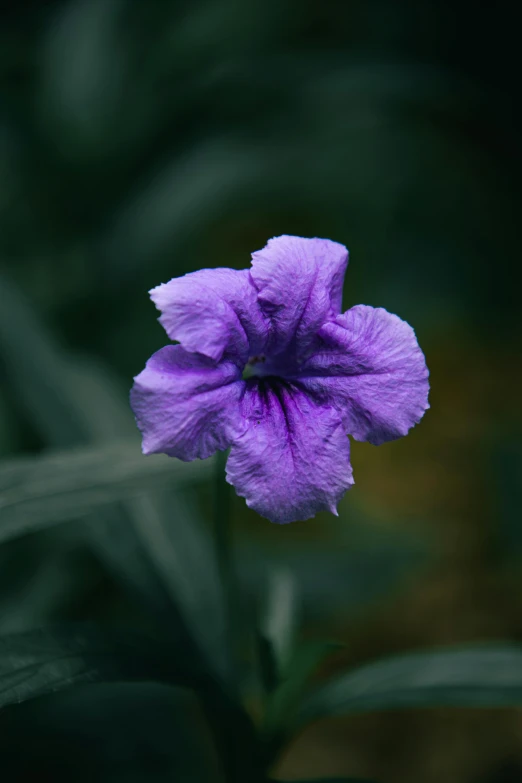 a purple flower with green leaves in the background, a macro photograph, by Attila Meszlenyi, unsplash, ((purple)), overcast, flax, a high angle shot