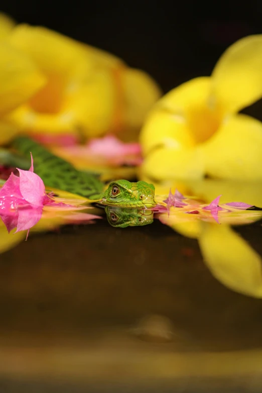 a frog that is sitting on some flowers, a picture, by Basuki Abdullah, shutterstock contest winner, sitting on a reflective pool, zen, tropical setting, yellow and green