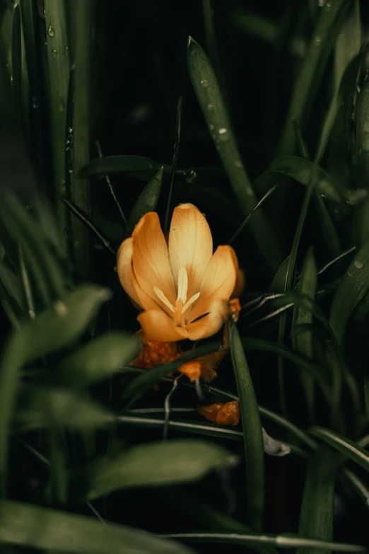 a yellow flower sitting on top of a lush green field, a macro photograph, inspired by Elsa Bleda, unsplash, in a deep lush jungle at night, a high angle shot, orange grass, dark. no text