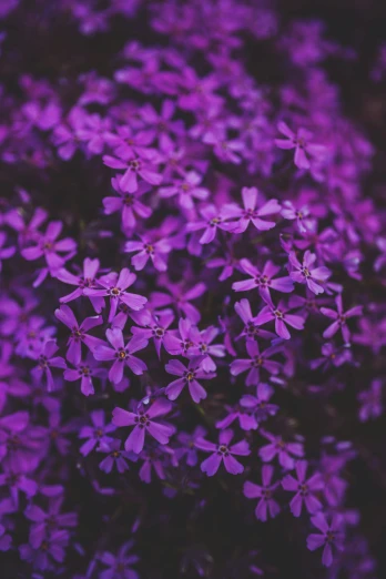 a bunch of purple flowers sitting on top of a lush green field, a macro photograph, by Adam Marczyński, tiny stars, professionally color graded, made of liquid purple metal, vibrant and powerful