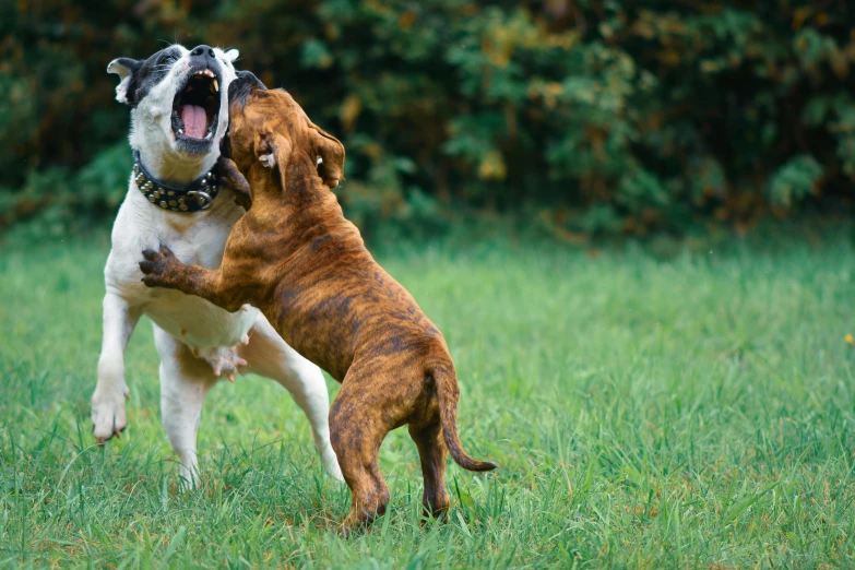 two dogs playing with a frisbee in a field, by Emma Andijewska, shutterstock, holding a boxer puppy, snarling, bulli, thumbnail
