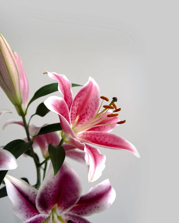 a vase filled with pink and white flowers, by Joan Ayling, unsplash, lily flower, on grey background, close up shot from the side, miniature product photo