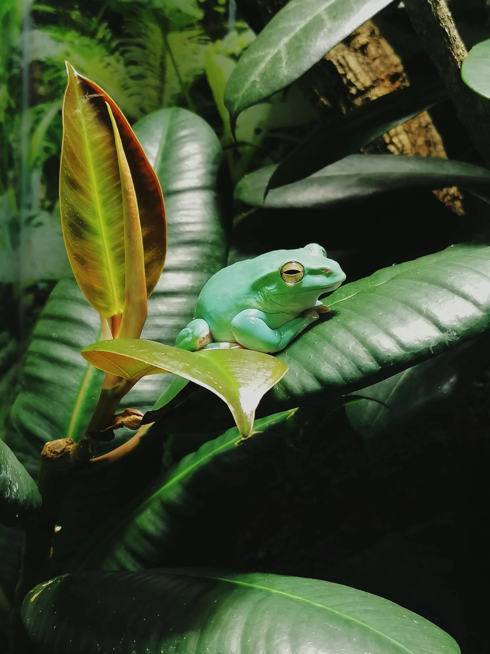 a blue frog sitting on top of a green leaf, an album cover, inspired by Frederick Goodall, trending on reddit, photorealism, 2 5 6 x 2 5 6 pixels, albino mystic, museum quality photo, covered in