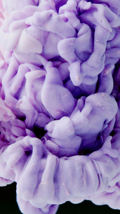 a close up of a purple flower on a black background, an album cover, inspired by Lynda Benglis, unsplash, made of cotton candy, intricate pasta waves, poop, an ai generated image
