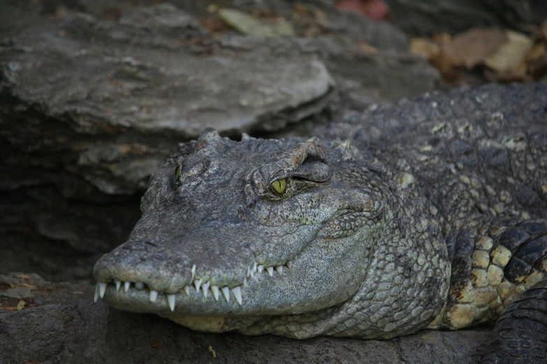 a close up of a crocodile laying on a rock, by Adam Marczyński, pexels contest winner, hurufiyya, front face, grey, full faced, aged 2 5